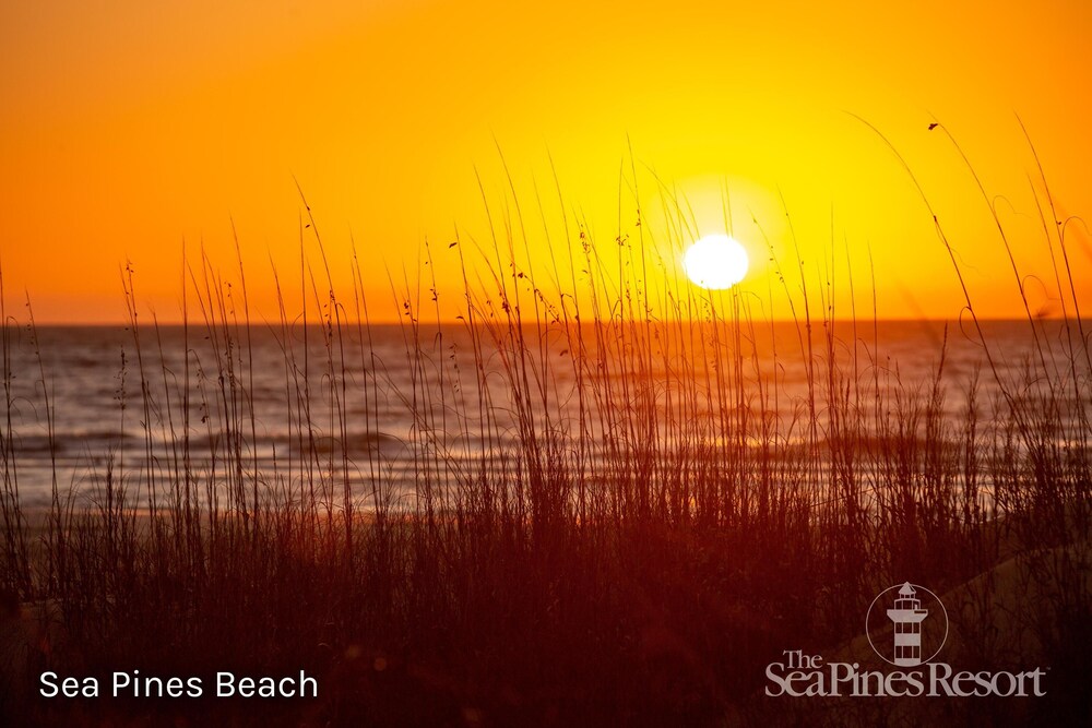 5 Laughing Gull at The Sea Pines Resort - photo 7