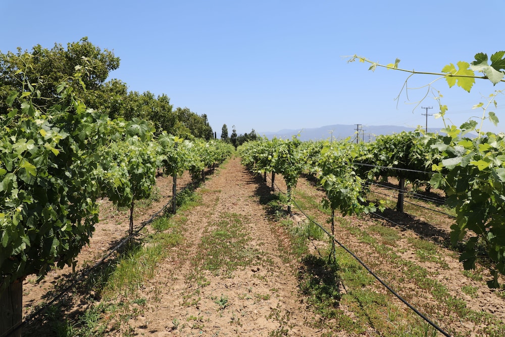 South Coast Winery Resort and Spa - photo 35