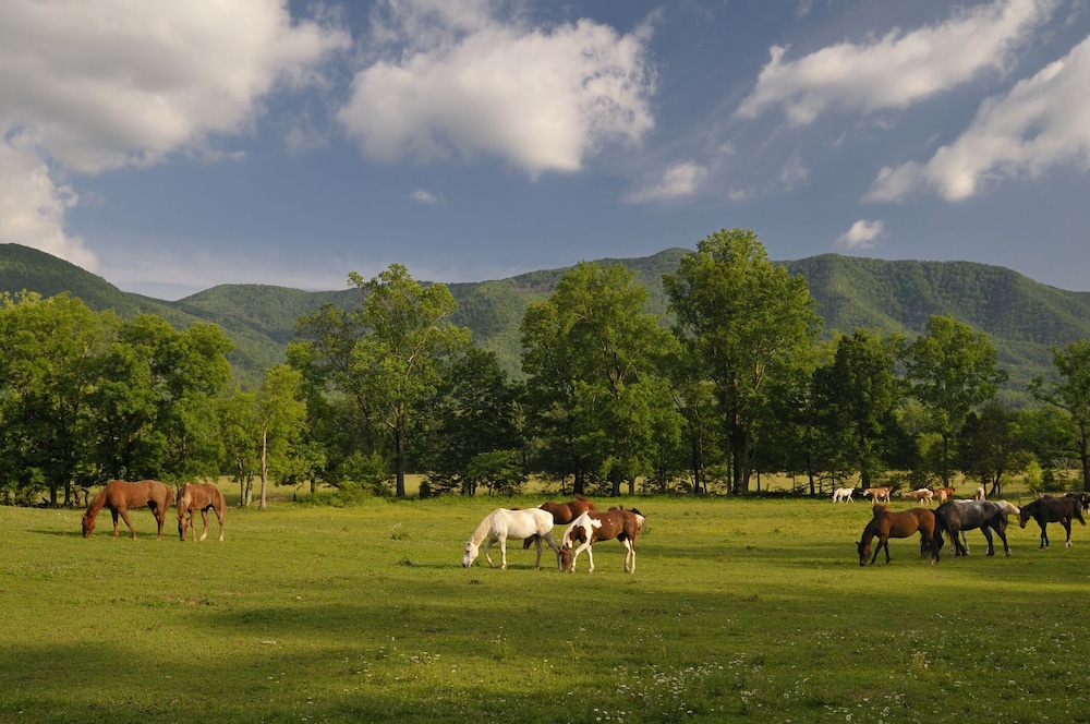 Drakes Mountain Hideaway - photo 33