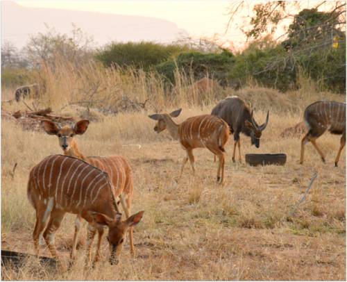 Senate Boutique Camp Campsite