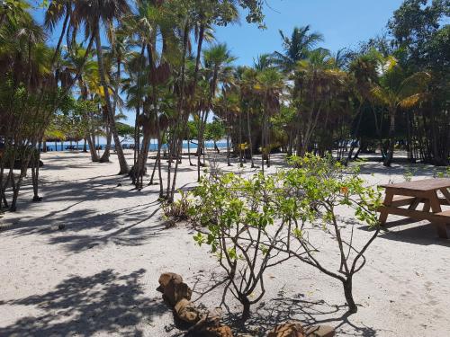 Wild Orchid — Placencia — photo 2