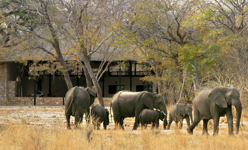 Gwango Elephant Lodge 5744288 — Dete