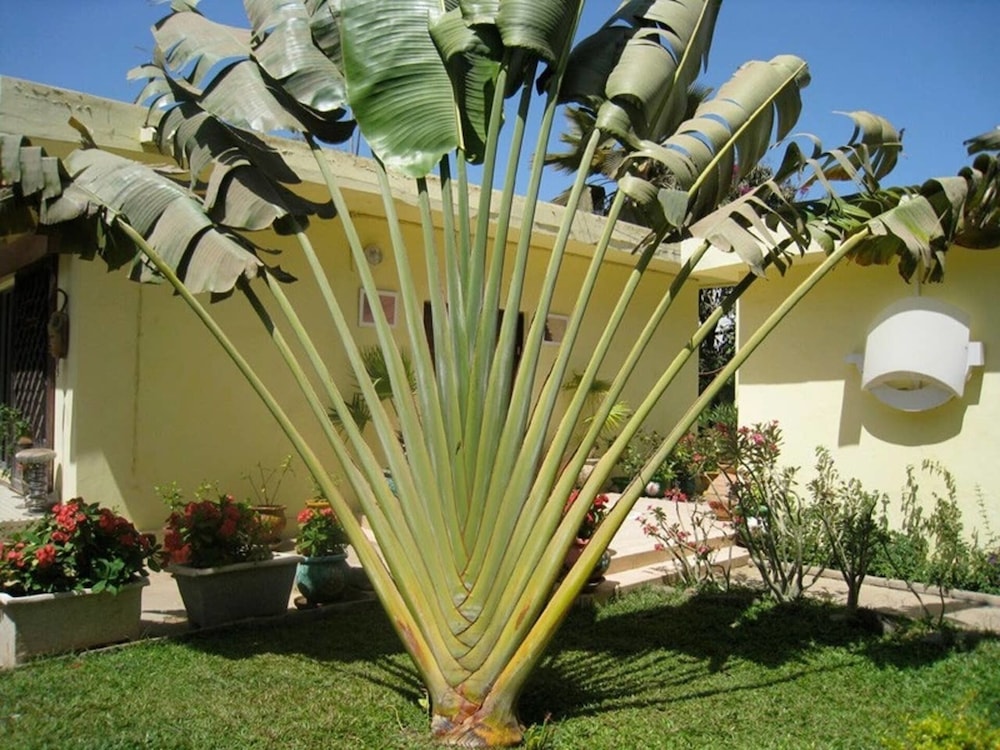 Studio in Tropical Garden - last minute hotel in Dakar