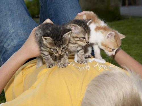 Bauernhof Görlitzer Hof in Linz, Austria