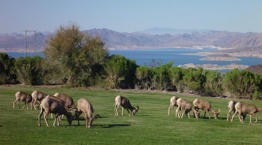 Lake Mead Inn - photo 24
