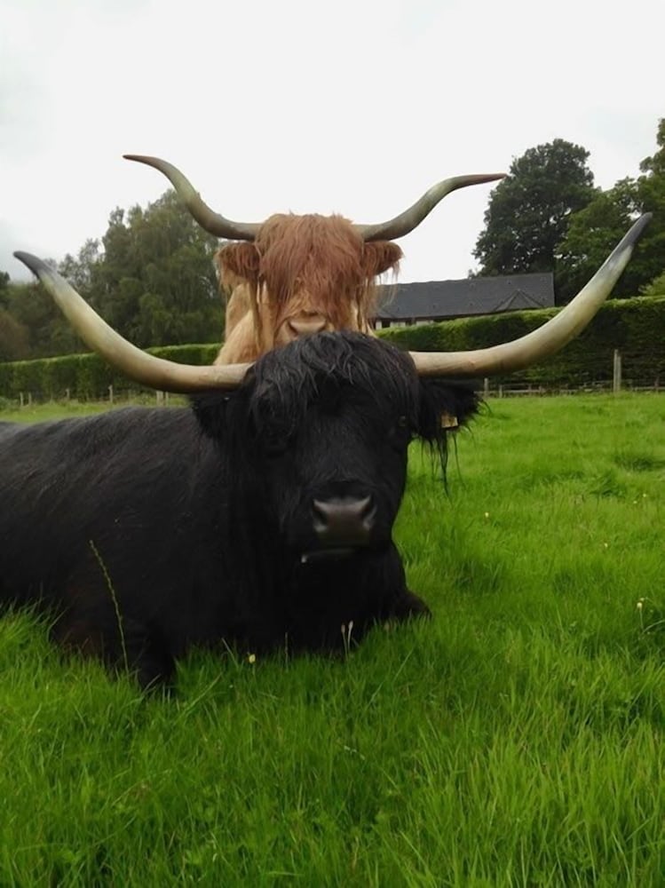 Loch Ness Glamping in Inverness, United Kingdom