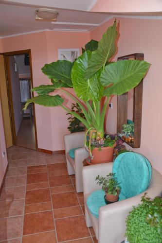 Sobe Pintur — Groznjan — photo 2