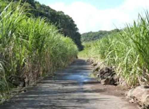 La Petite Roulotte de la Bananeraie in Unknown City, Réunion
