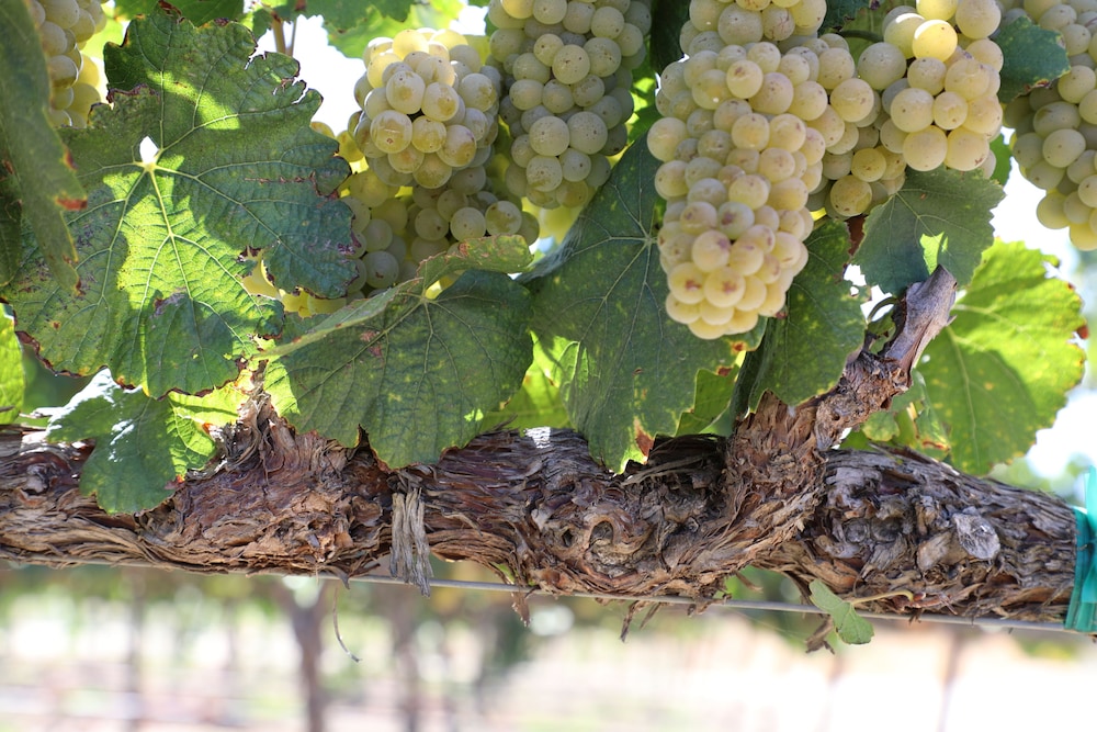 Carter Estate Winery and Resort - photo 38