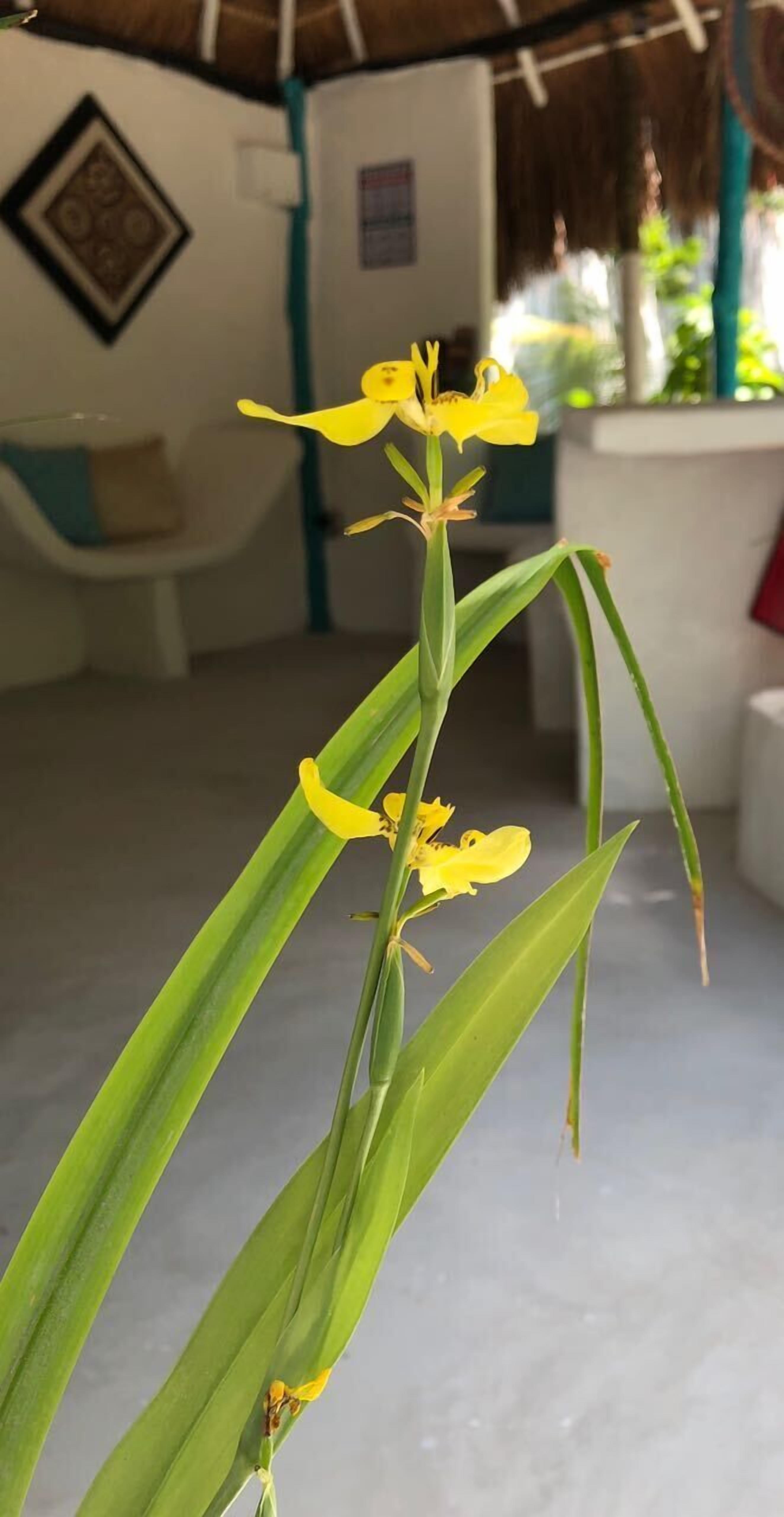 La Chan Cabanita — Tulum — photo 2