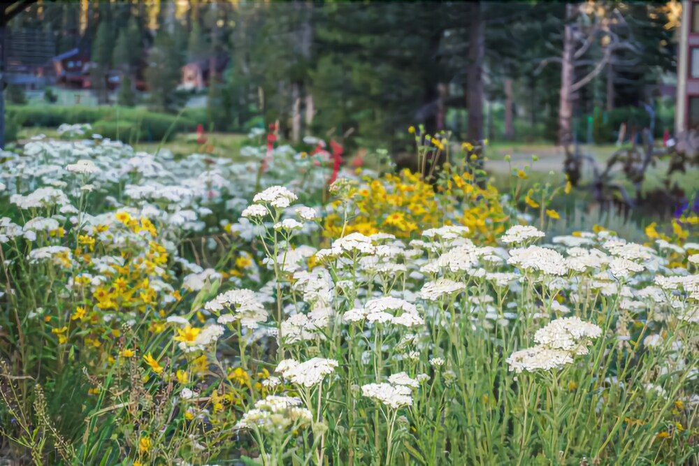 The Mountain Club By Kirkwood Resort - photo 14