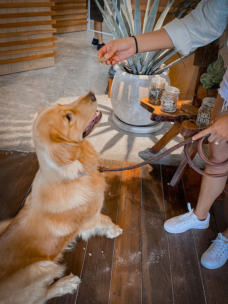 Pet-friendly amenities