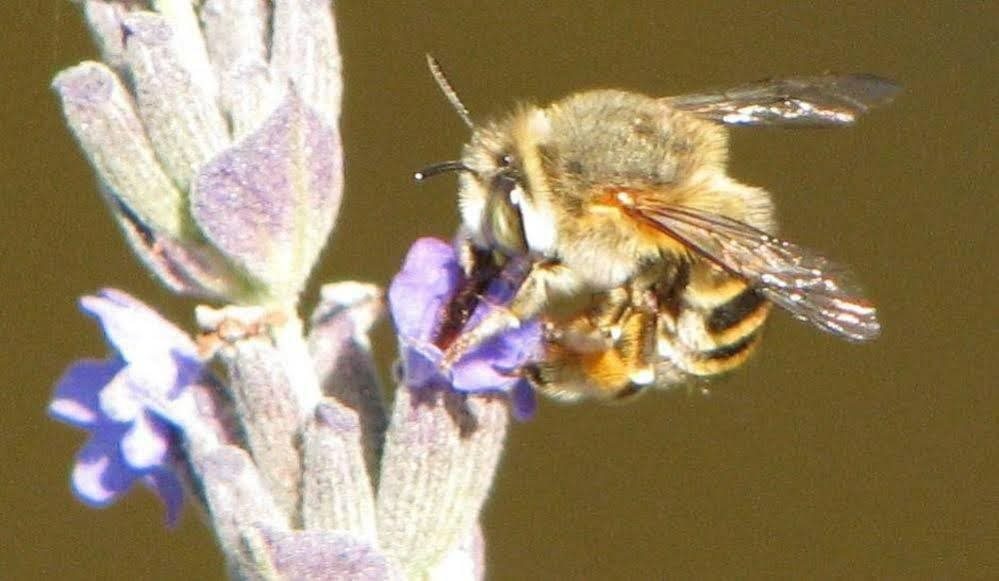 Homtini Guest Farm in Knysna, South Africa