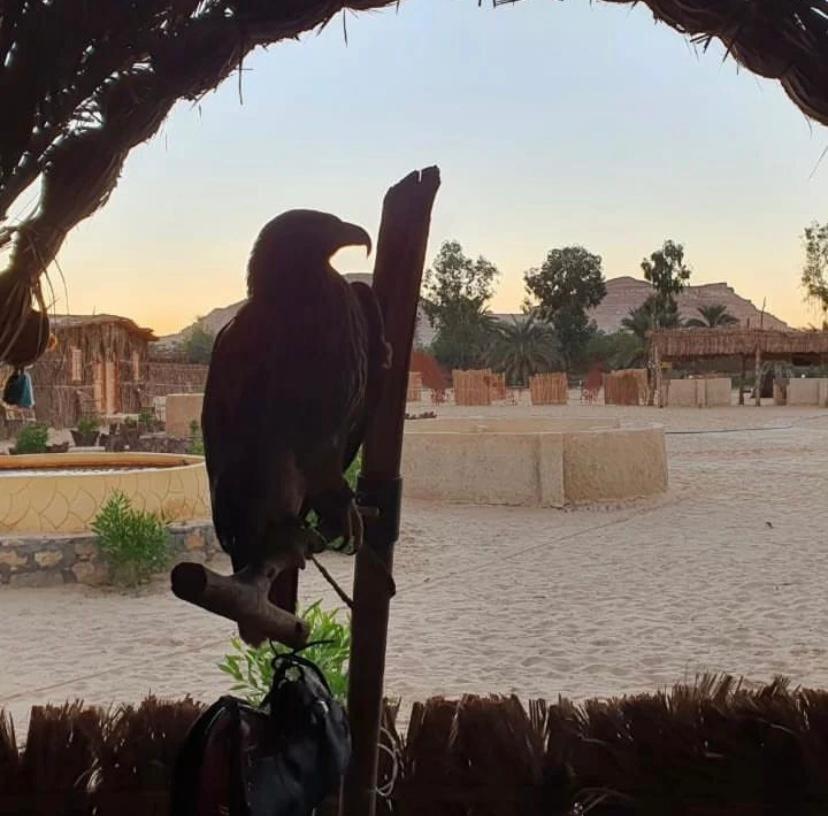 Tijan Siwa — Siwa Oasis