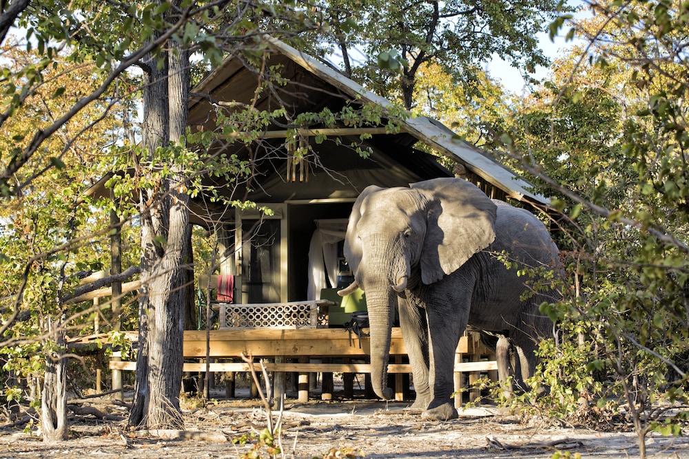 Elephant Pan — Khwai — photo 3