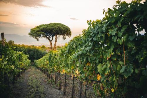 Vigna Delle Rose - carbon neutral hotel in Trecase