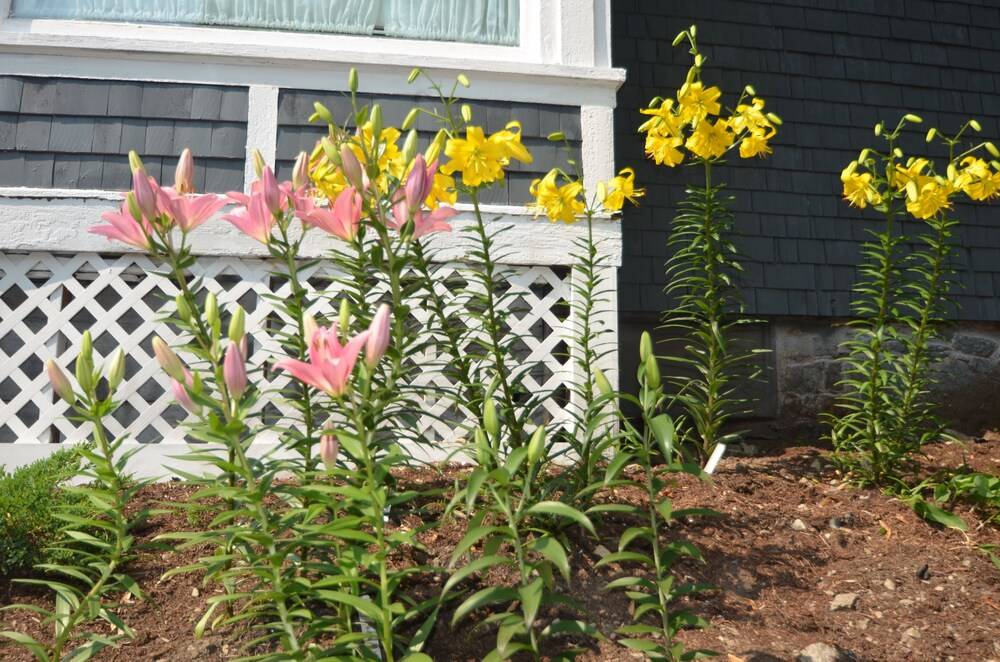 The Cottages of Wolfeboro - photo 201