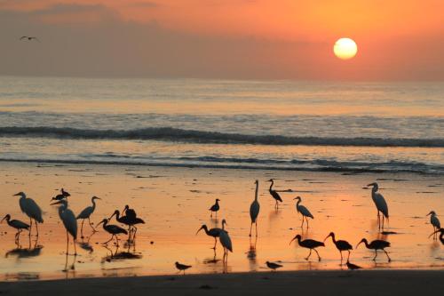 Four Monkeys Eco Lodge Jungle & Beach The House — 4-Star Luxury Hotel in Puerto Jimenez, Costa Rica