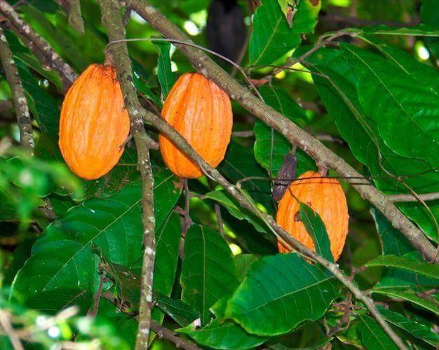 L’îlet cacao in Le Gosier, Guadeloupe