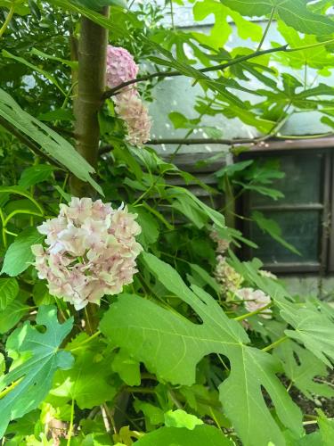 Hiša Hortenzija Luče in Luce, Slovenia