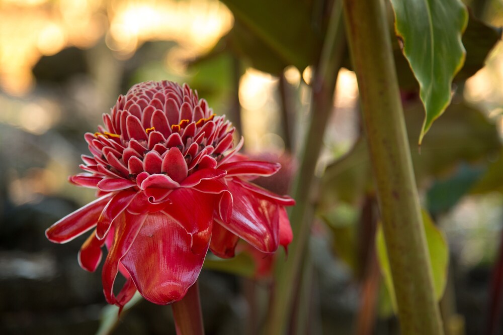 Holualoa Inn - photo 54