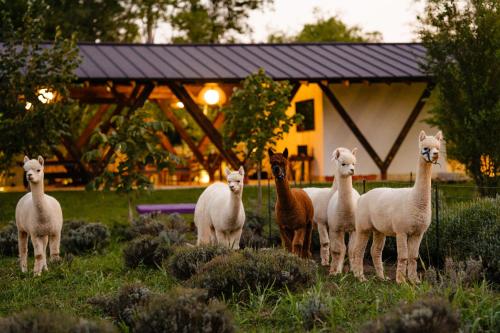 The Tribe Alpaca Retreat — 4-Star Luxury Hotel in Branesti, Romania