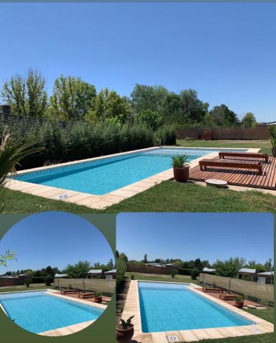 Vultur in San Rafael, Argentina