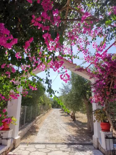 Villa Mimika — Sikyon — photo 4