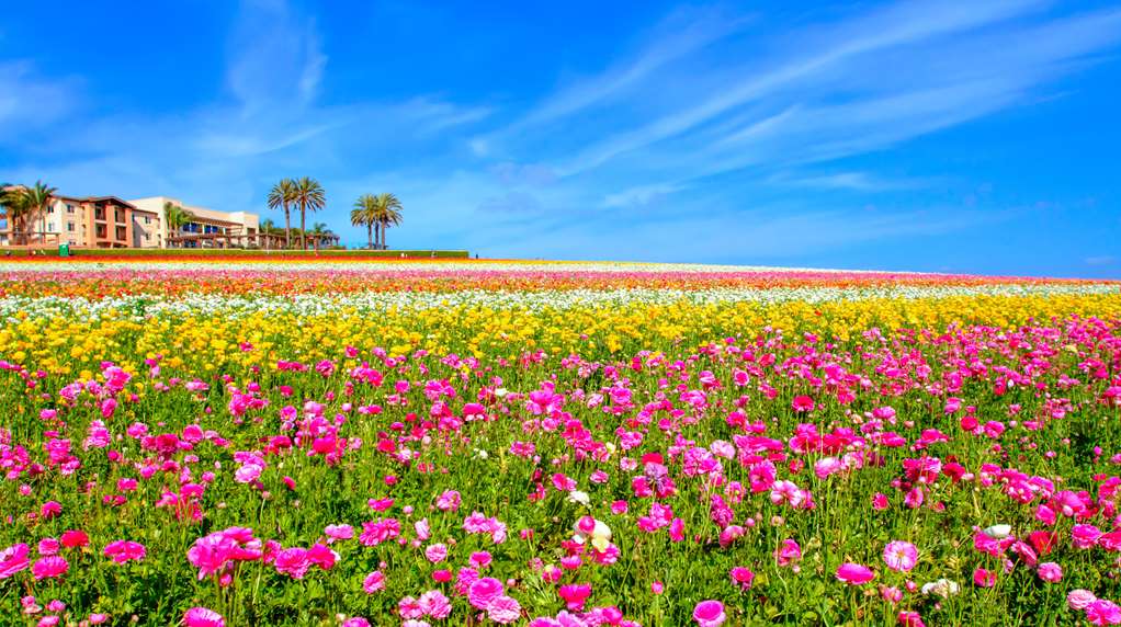 Carlsbad By The Sea Hotel - photo 40