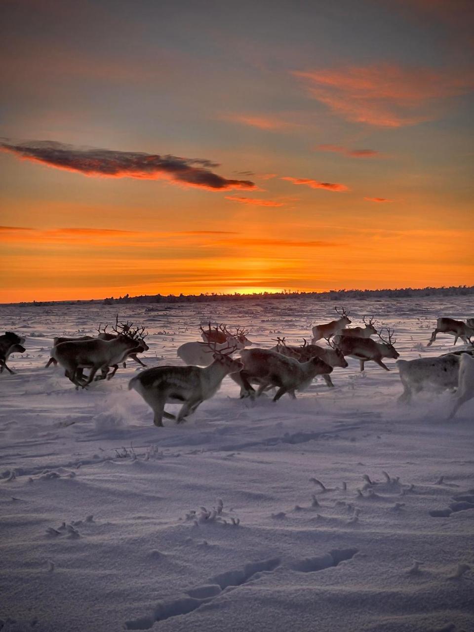 Authentic Sami Reindeer Herding Adventure in Arctic Norway — hotel in Kautokeino