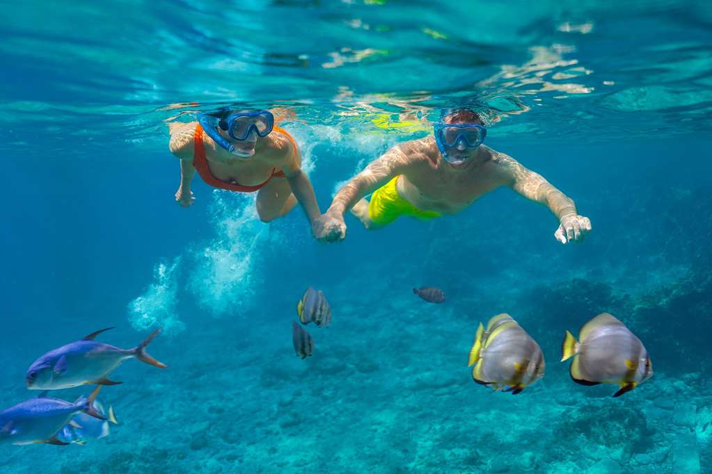 czp Snorkel