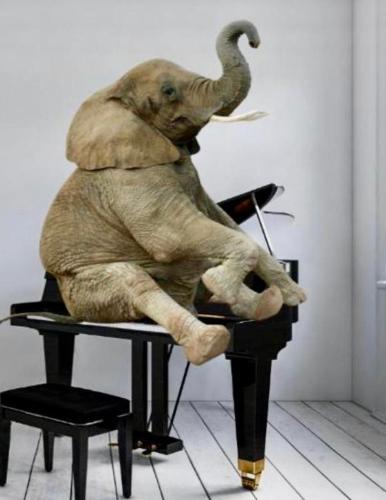 Elephant in My Room — 4-Star Luxury Hotel in Dubrovnik, Croatia
