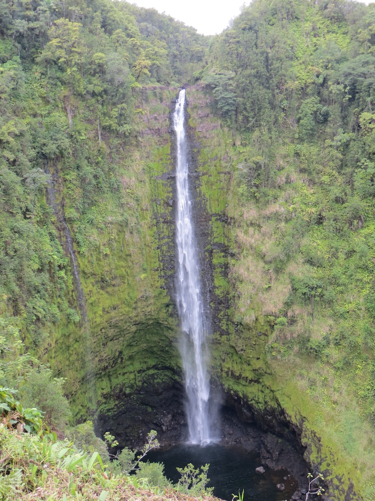 Fern Forest Getaway - photo 46