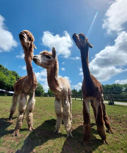 Cosy barn on rural smallholding with alpacas goats & pigs — Stithians — photo 2