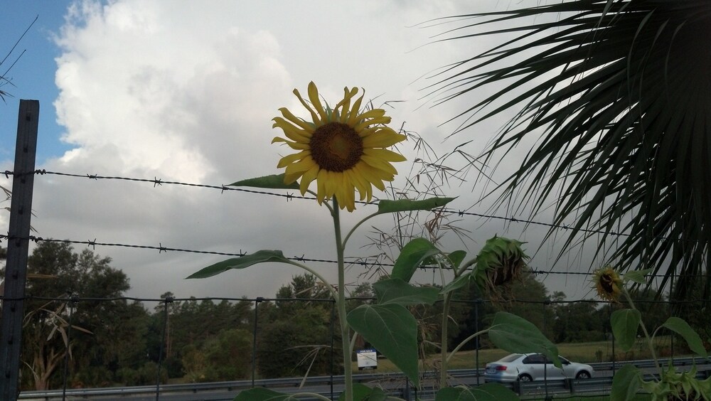 Jasmine Garden Inn - photo 53