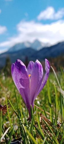 Dom Na Groniu pet-friendly hotel Koscielisko