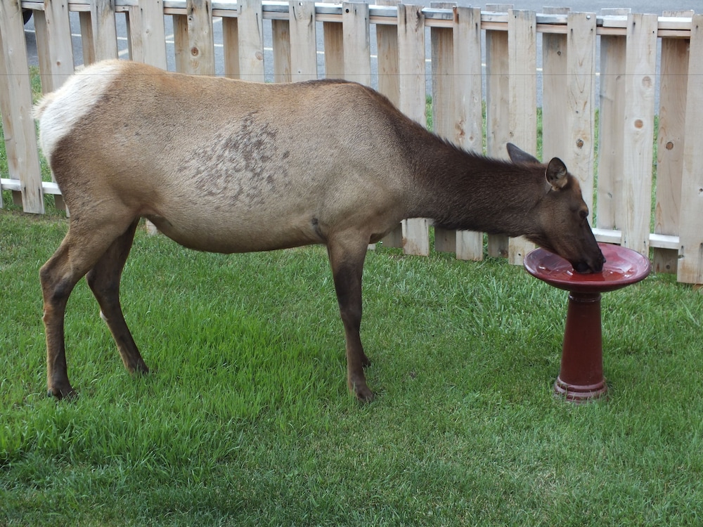 Yellowstone Gateway Inn - photo 114