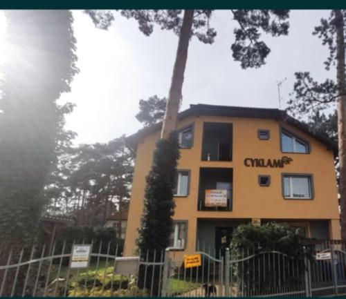 Cyklami in Pobierowo, Poland