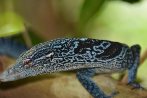 Raja Ampat Herping - last minute hotel in Unknown City