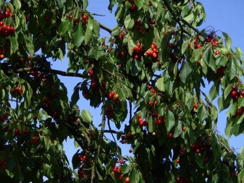 Schwarzwald Kniebis in Freudenstadt, Germany