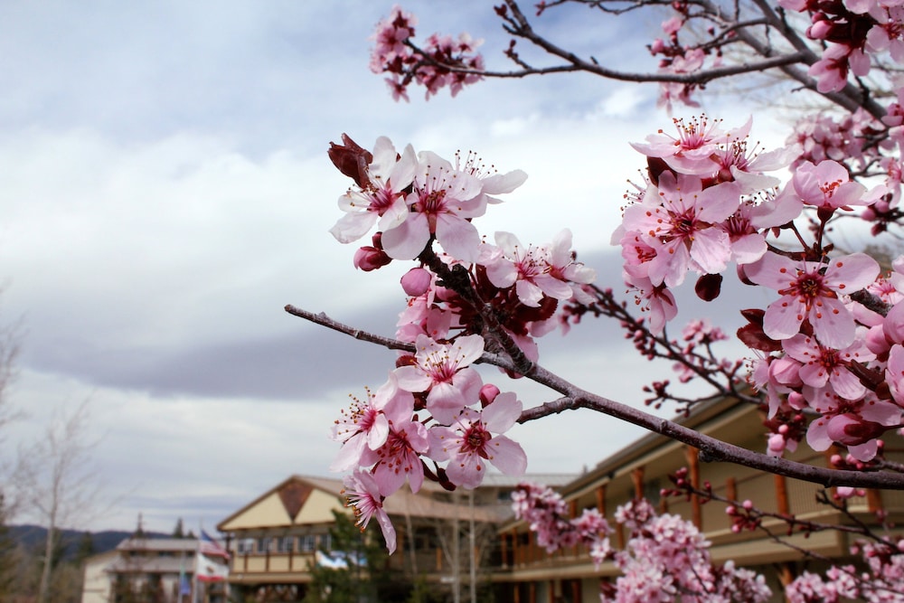 Holiday Inn Resort The Lodge At Big Bear Lake by IHG - photo 45
