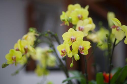 Gia Hung — Da Lat — photo 2