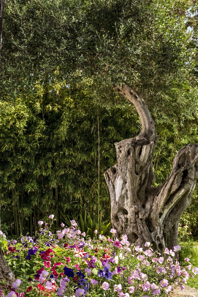 שטחי חוץ / גן