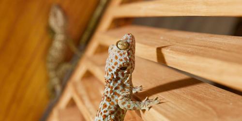 Pearl Beach Resort in Senggigi, Indonesia