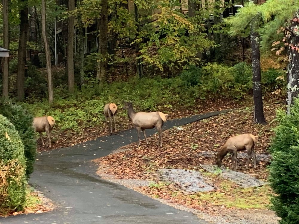 Route 19 Inn - photo 39