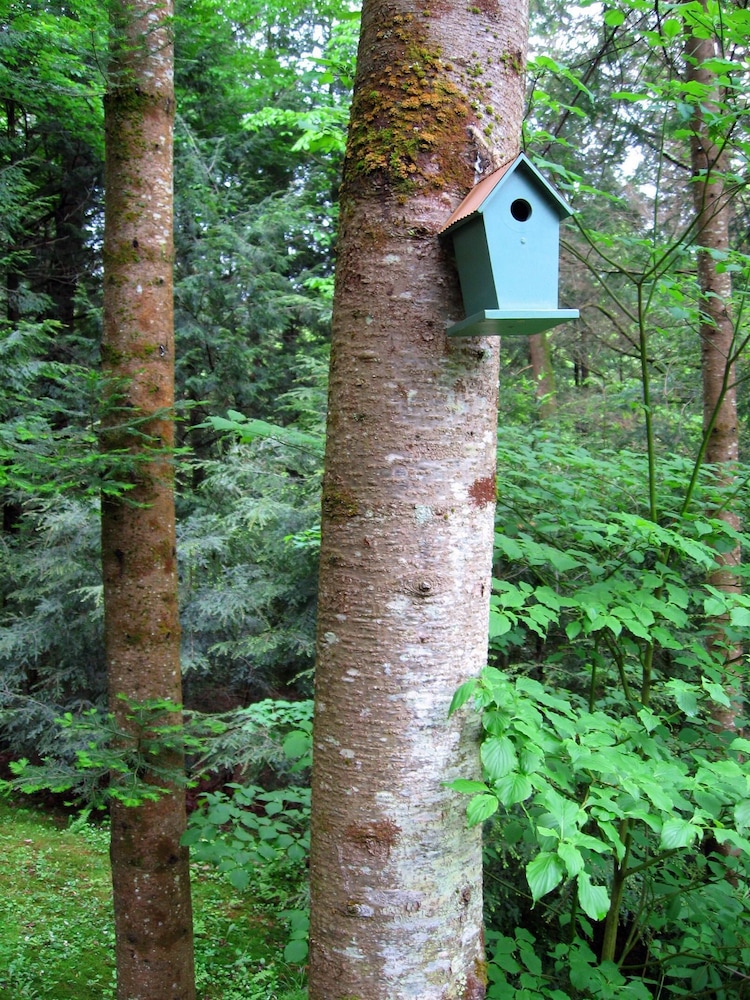 Stowe Cabins in the Woods - featured photo