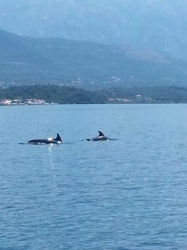 Monténégro dans un site exceptionnel loue des hébergements supérieurs face mer avec plage privée à côté de NIKKIBEACH — 4-Star Luxury Hotel in Tivat, Montenegro
