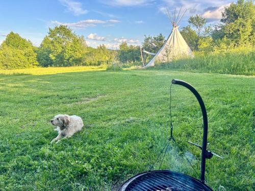 Romantic Wildlife Tipi Teepee Tomnatic Bihor Romania Apuseni — Tomnatic — photo 5