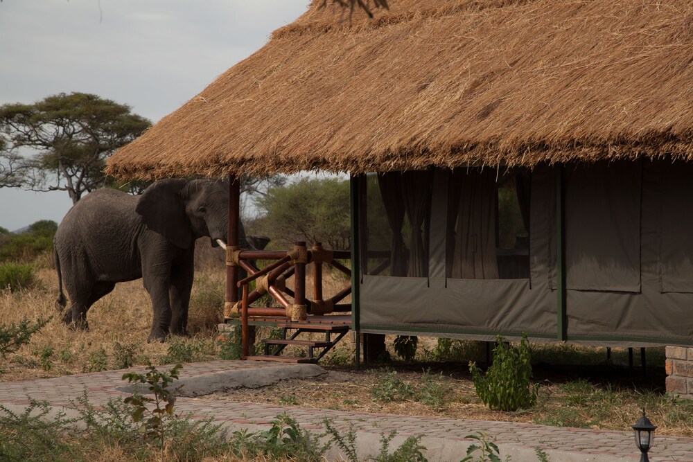 Tarangire Simba Lodge — Babati — photo 2