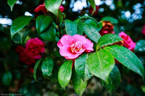 Cabanas Parque Suíço in Sao Francisco De Paula, Brasil